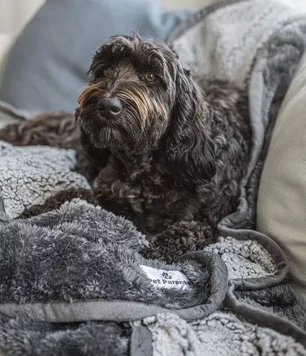 Pet Parents Pawtect - Manta impermeable prémium para gatos y perros con  tecnología WickQuick & Sherpup, manta para cachorros, manta impermeable  para