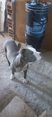 Cachorros Pitbull Blue Atigrado
