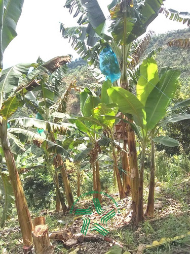 Imagen 8 de 22 de Finca Productiva A La Venta Via A Marsella