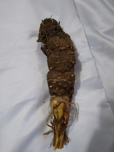 Imagen 2 de 3 de Planta Mandrágora Tamaño 24 A 30 Cm Aproximadamente