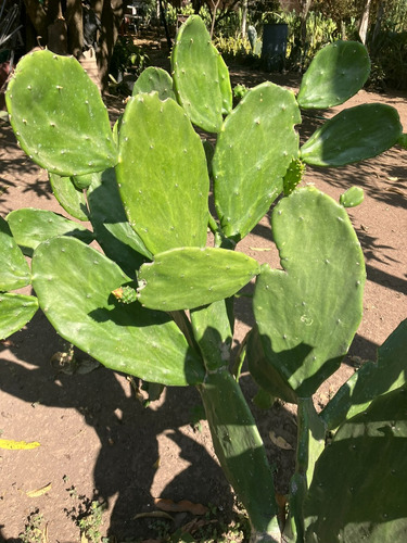 30 Pencas Madre Nopal Castilla (verdura Sin Espina/ahuate)