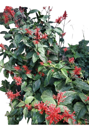 Planta Flor Del Coral Grande