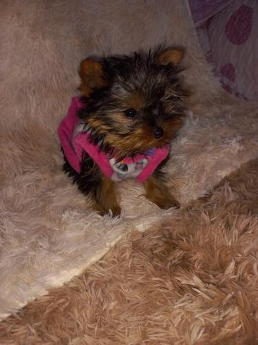 Yorkshire Mini Hembra Pelaje Largo 2 Meses