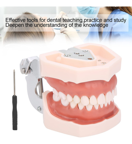 Modelo De Dientes Estándar, Modelo De Dentadura De