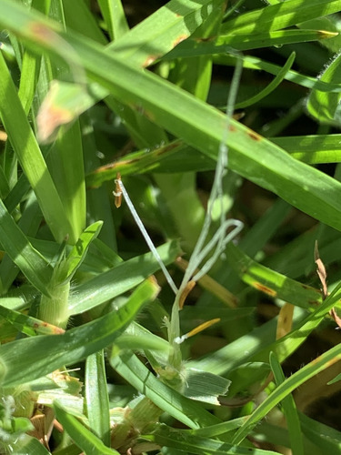 Semillas De Pasto Kikuyo White, Variedad Certificada 28 Kg