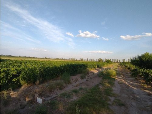 Vendo Finca Viñedos San Rafael Las Paredes