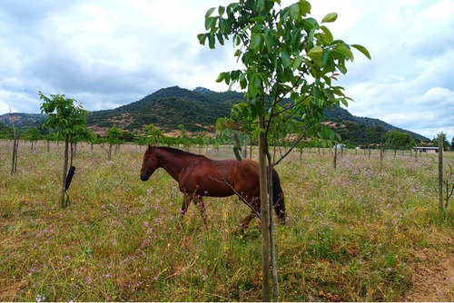 Terreno En Colchagua
