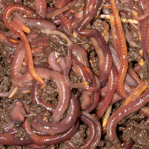 Imagem 2 de 4 de 400 Minhocas Californianas - Compostagem, Pesca, Jardim, Etc