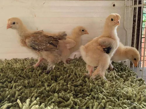 Pollitos Brahma Línea Turka