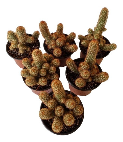 Mammillaria Elongata Set 6 Pzas M4
