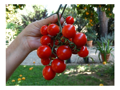 Tomate Cherry Rojo Italiano Superproduccion Anual X 200 Sem.