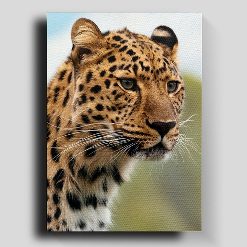 Cuadro Decorativo En Canvas Leopardo Africa Mirada 80*60