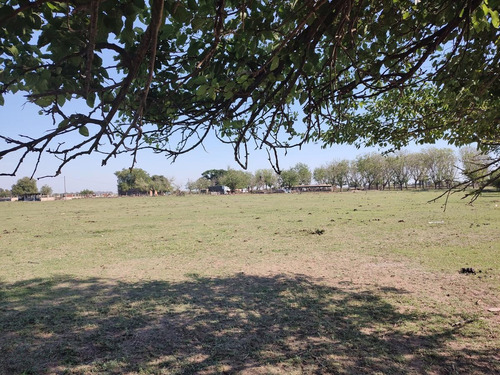 Imagen 12 de 17 de Campo - Timbues Jose Maria