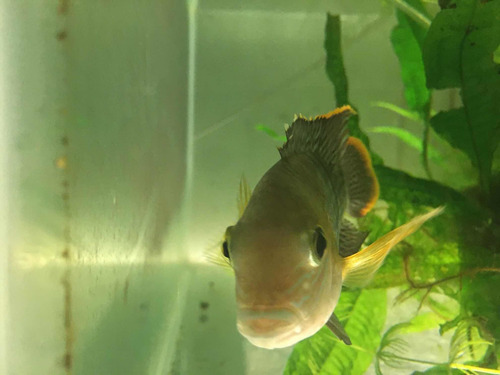 Imagen 7 de 7 de Pez Green Terror ( Andinoacara Rivulatus) De 10 Meses Y 12cm