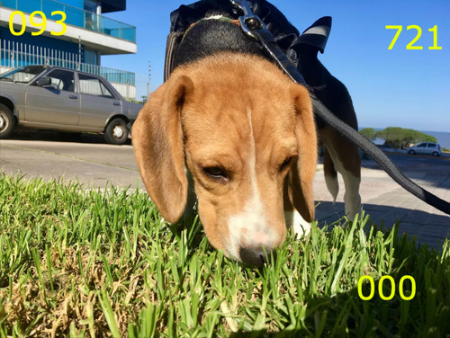 Beagle Macho Adopción Responsable