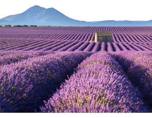 60 Sementes Importadas De Alfazema Lavanda Francesa Flor