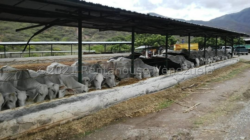 Imagen 13 de 30 de Terrenos En Venta En Moran 04245565759