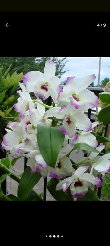 1 Orquídea Dendobrium (1 Bulbo) Pequeno