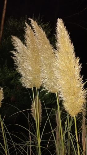 Pampa Grass / Cola De Zorro / Cortadera De Las Pampas