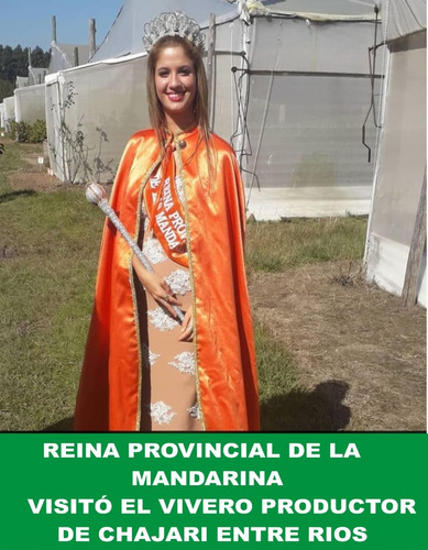 Imagen 8 de 10 de Arbol De Naranjos, Grande Adulto 5 Años , Premium