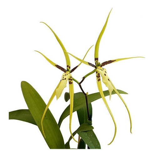Orquídea Aranha Brassia Planta Adulta Exótica | MercadoLivre