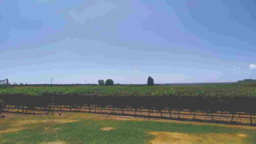 Finca En Producción - Tunuyán