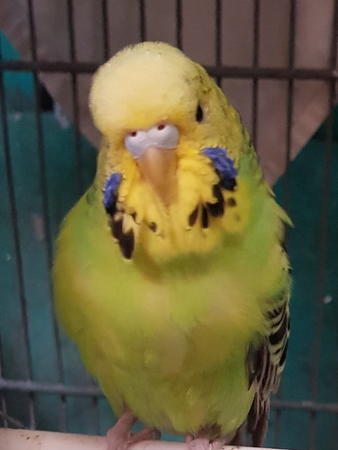 Pericos Australianos