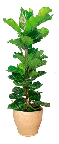 Ficus Pandurata - Lyrata - Grandes Y Ramificados