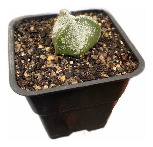Astrophytum Tricostatum 3 Quinas Myriostigma Raro 2 Anos