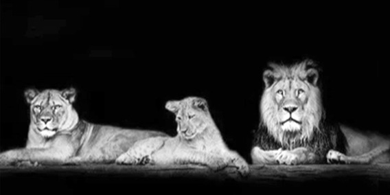 Cuadro sobre Lienzo de una Sola Pieza Foto n/úmero 3153 Altura: 30cm Impresi/ón en Lienzo AB90x30-3153 en un Marco Ancho: 90cm Listo para Colgar