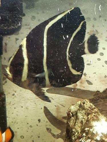 Peixe Paru Água Salgada
