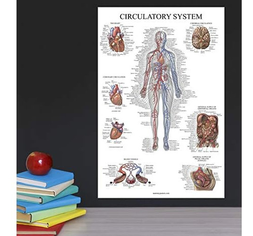 Cartel Anatómico Del Sistema Circulatorio Y Anatomía ...