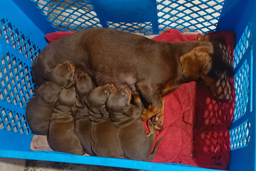 Dachshund Salchicha Arlequín