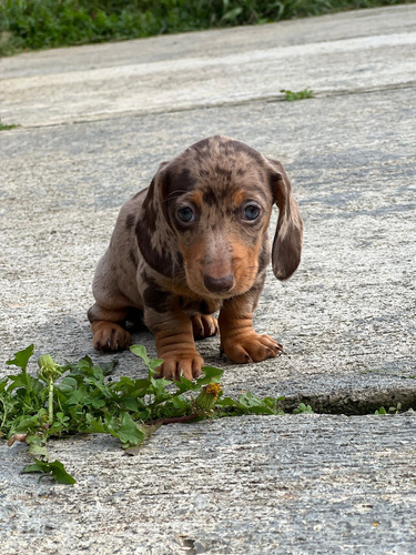 Cachorro Teckel O Salchicha Hembra Arlequin Color Exótico