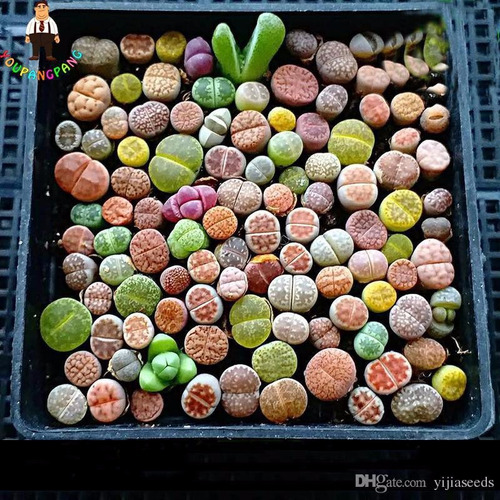 Lithops Pedra Viva Flor Sementes P/ Mudas Cacto Frete Barato