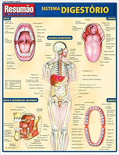 Sistema Digestório, De Vincent Perez. Editora Bf&a Em Português