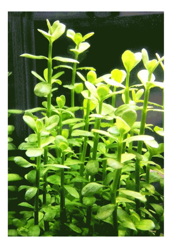 20 Plantas Acuáticas De Bacopa Monnieri (planta Medicinal)