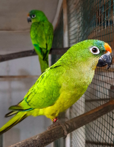 Pareja De Loros Eupsittula Aurea Con Certificación Sag