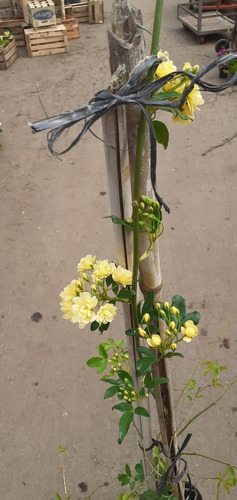 Rosa Banksiae E10