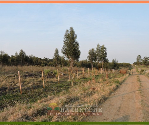 Campo En Venta 16 Has Sauce