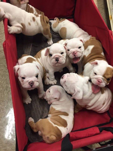 Cachorro Bulldog Inglés 