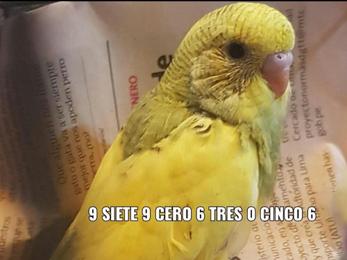 Pericos Australianos