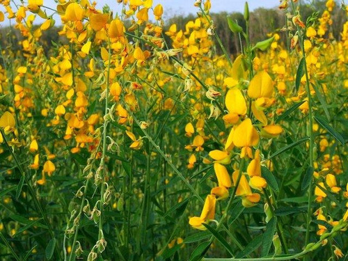 Crotalaria Ochroleuca Sementes 40kg