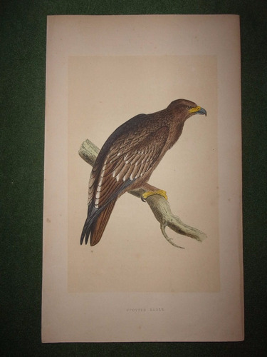 Pájaro  Spotted Eagle  Grabado De Morris De Londres 1866