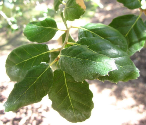 Semillas X20 Roble Alcornoque Quercus Suber Corteza Corcho.