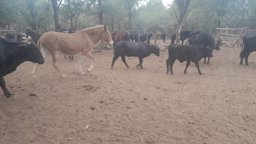 Vendo Finca En Tolloche (recibo Permutas)