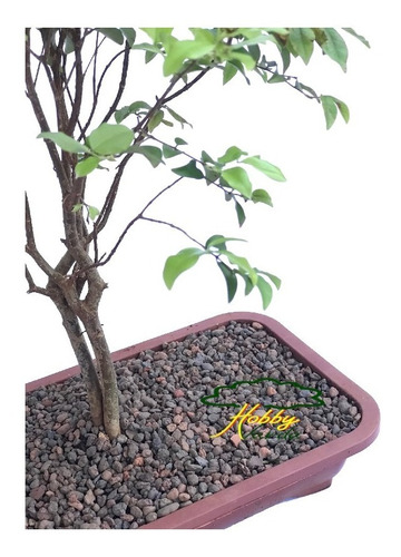 Imagem 4 de 10 de Argila Expandida 3 A 9 Mm Caqueira Terrário Bonsai 1l