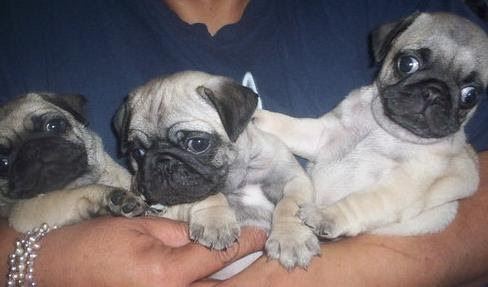 Bonitos Pug Cachorros Hermosos