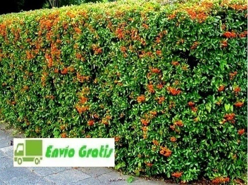 200 Plantas Crateus - Cerco Vivo // Envio Gratis***