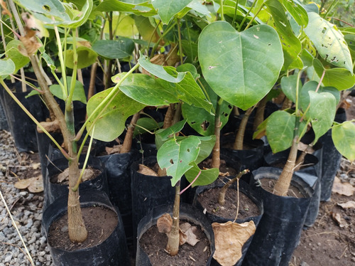 Clavellino Árbol De Semilla (pseudobombax Ellipticum)